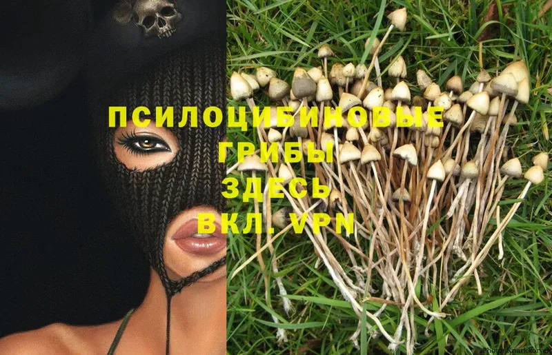 blacksprut tor  Богородицк  Псилоцибиновые грибы Psilocybe 